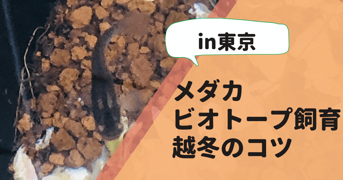 東京でメダカをビオトープで飼育する場合の越冬のコツ！簡単に冬は越せるよ！